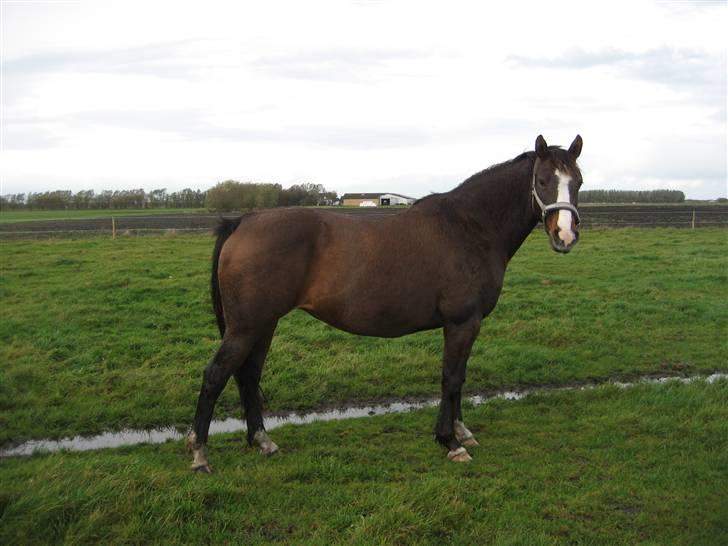 Dansk Varmblod Mette Mølholm "RIP" billede 9