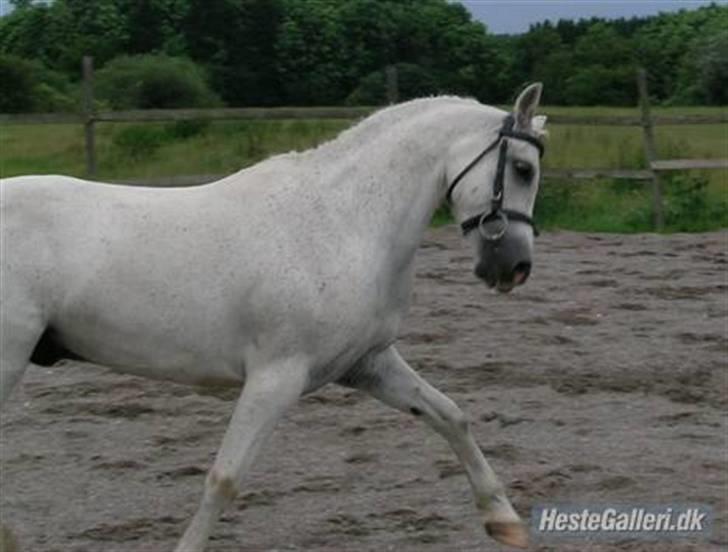 Welsh Partbred (Sec F) Emdegårdens Herculessolgt - Herci poo <3<3  Da Manya havde ham (: <33   billede 16