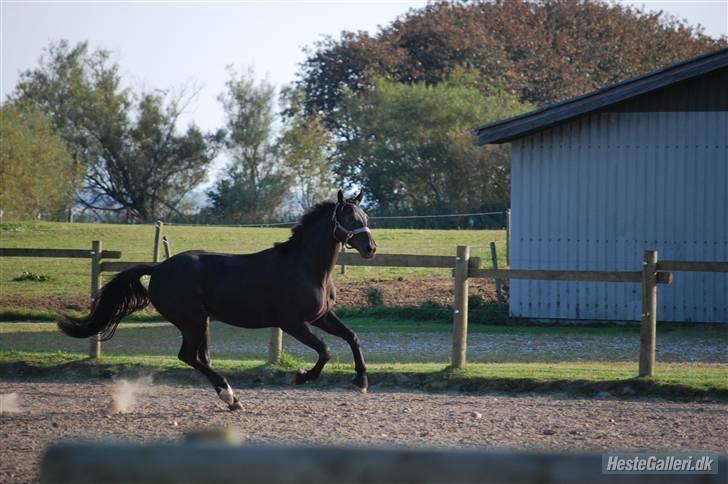Dansk Varmblod ERA Don Pedro - kan også galopere nu billede 7