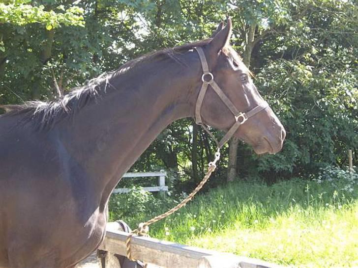 Dansk Varmblod ERA Don Pedro - Jeg kan så godt lide dette foto billede 8