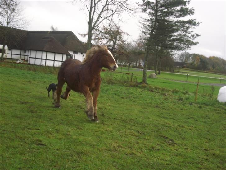 Jyde Viktoria (avl) - her kommer jeg parat eller ej : foto miig billede 9