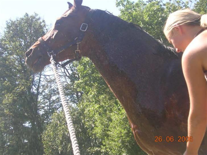 Dansk Varmblod Gry - min part! - jaa vand! :I billede 9