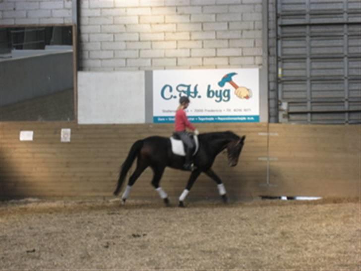 Anden særlig race Vicki - En fin trav. billede 3