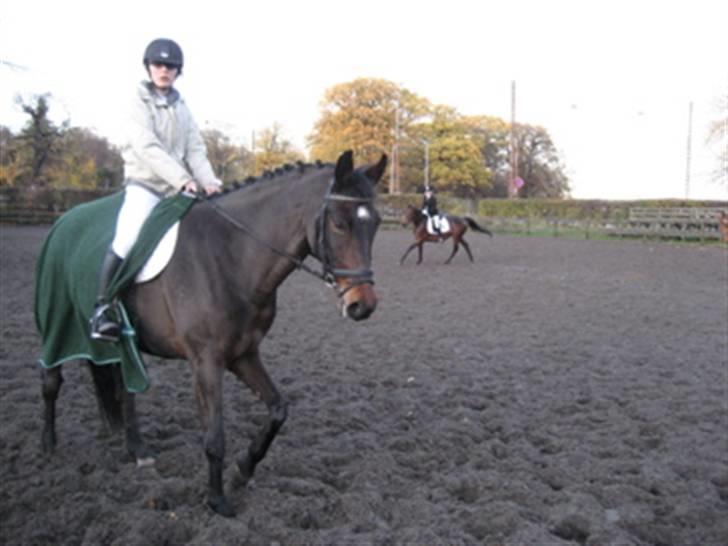 Anden særlig race Vicki - I skridt på opvarmningbanen til vores første stævne. billede 4