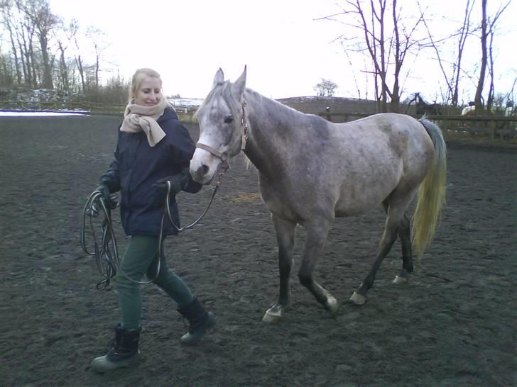 Arabisk fuldblod (OX) TU Impulsiv (Kalif) billede 17