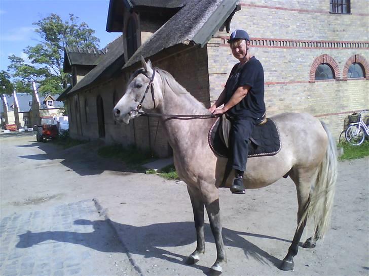 Arabisk fuldblod (OX) TU Impulsiv (Kalif) billede 18