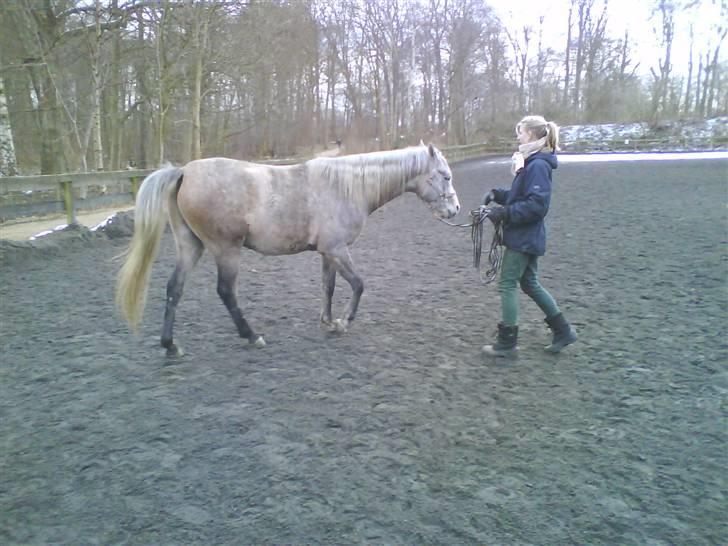 Arabisk fuldblod (OX) TU Impulsiv (Kalif) billede 19