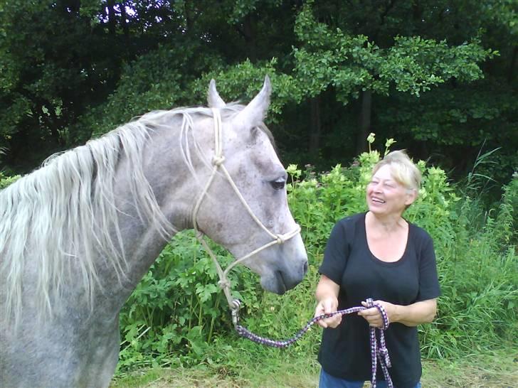 Arabisk fuldblod (OX) TU Impulsiv (Kalif) billede 20