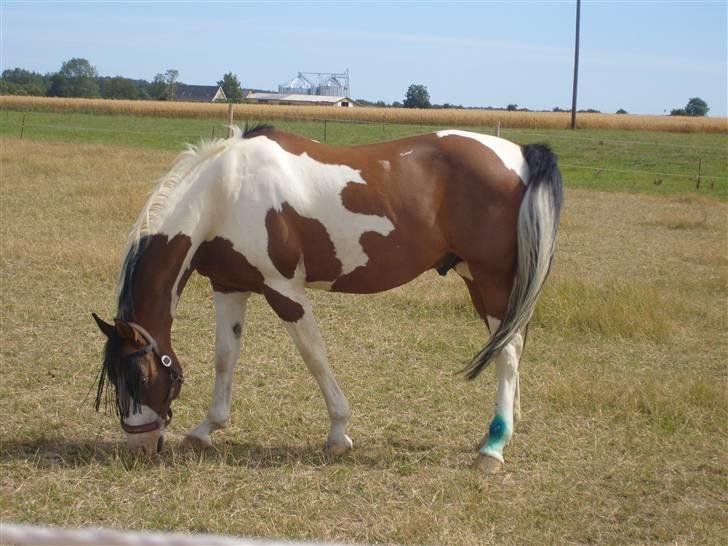 Pinto | Iszpan. - Det blå på hans ben er sådan noget sprøjte ting som vi sprøjtede på da han havde slået sig :/ billede 3