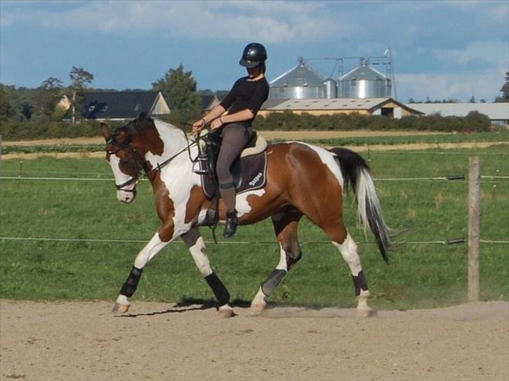 Pinto | Iszpan. - Kamilla og Iszpan ridder dressur, mesterfotografen MIIG ;D billede 4