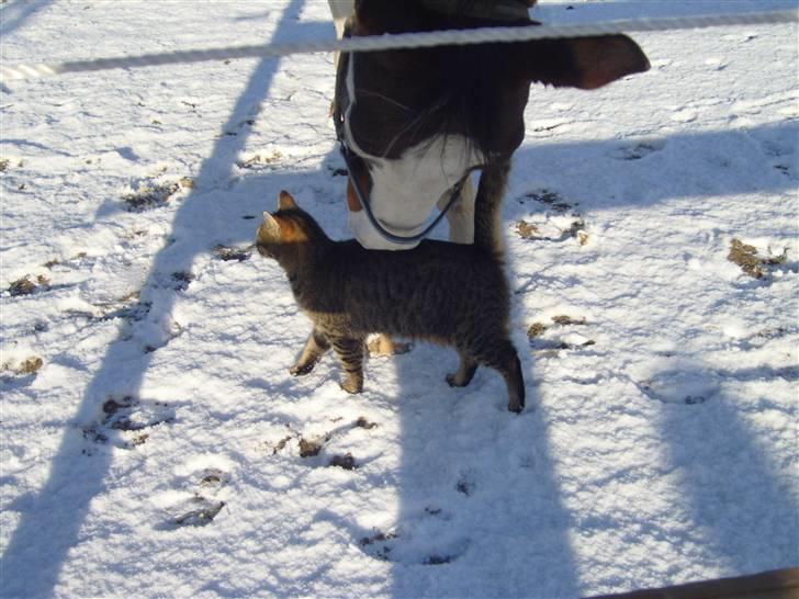 Pinto | Iszpan. - De bedste venner ever <3 billede 5