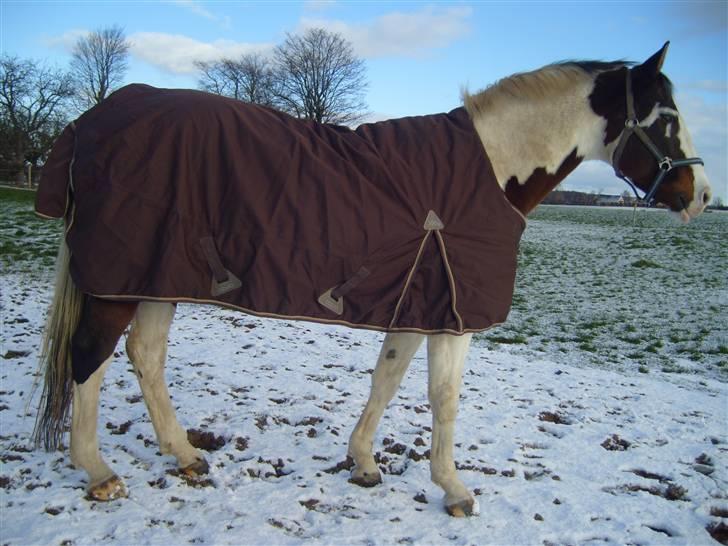 Pinto | Iszpan. billede 6