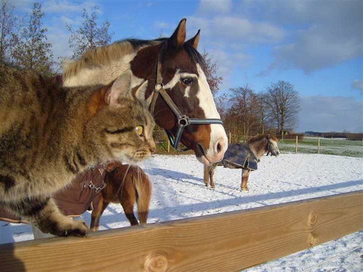 Pinto | Iszpan. - bedste venner Iszpan og missemoren hihi billede 7