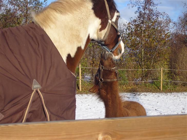 Pinto | Iszpan. - Prins og Iszpan der tænker "lad dog barnet" billede 8