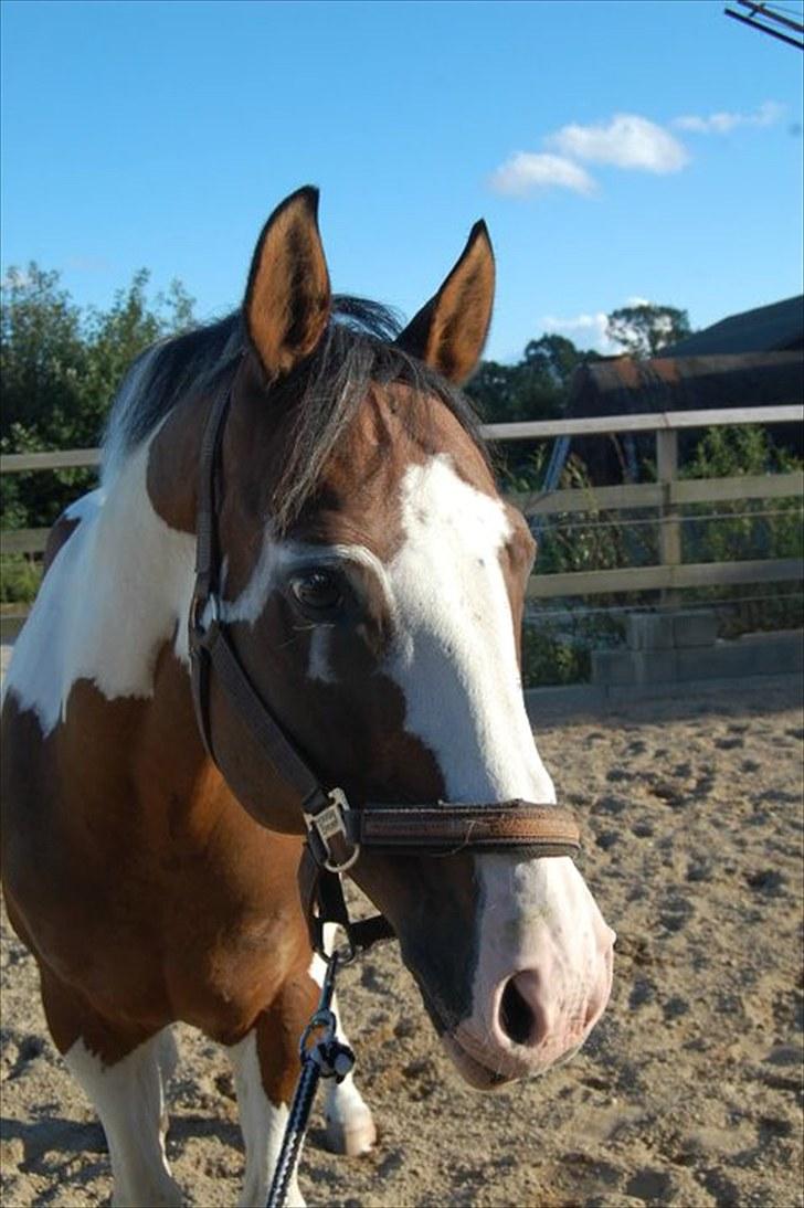 Pinto | Iszpan. - NYT! KM-Foto billede 1