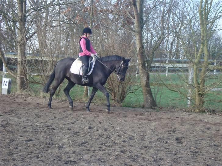 Anden særlig race Avance *Gamle Halvpart* - Træning 9/4. billede 15