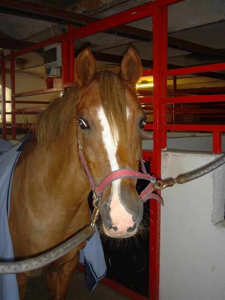 Anden særlig race Tøsen - R.I.P. billede 8