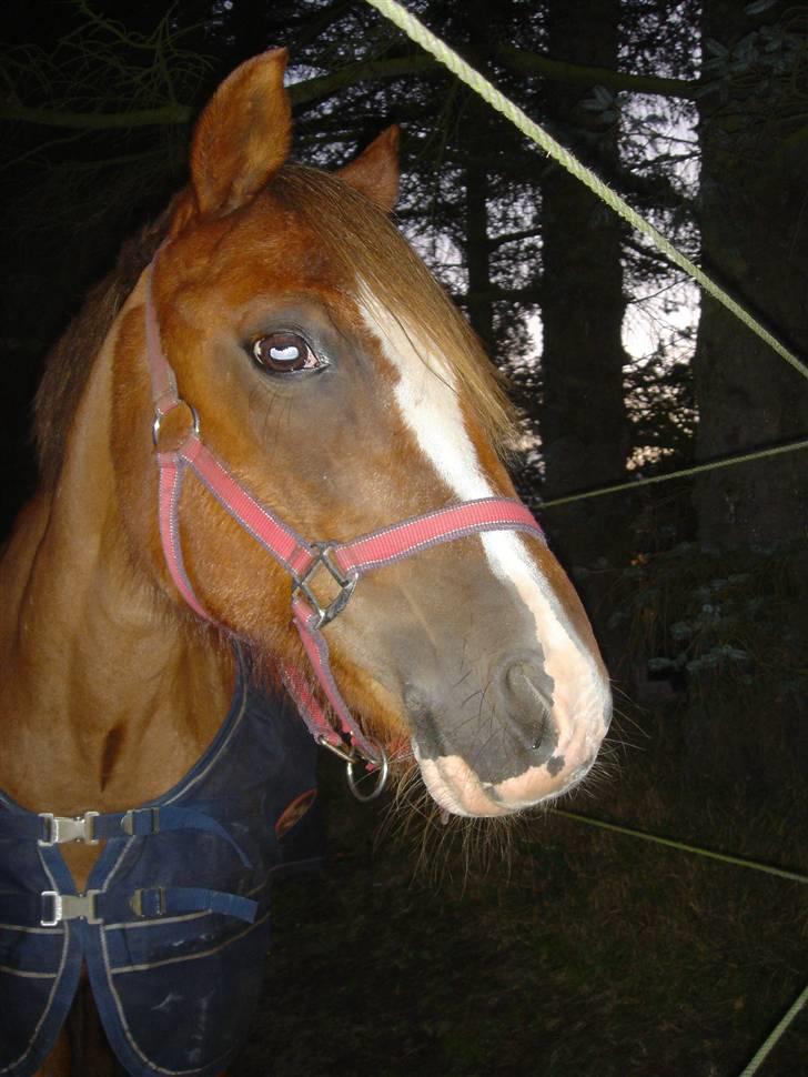 Anden særlig race Tøsen - R.I.P. billede 9