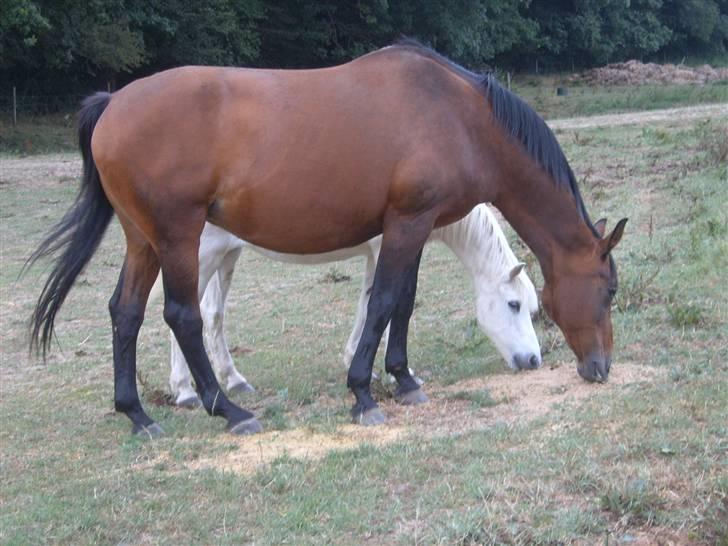 Dansk Varmblod Gry - min part! billede 10