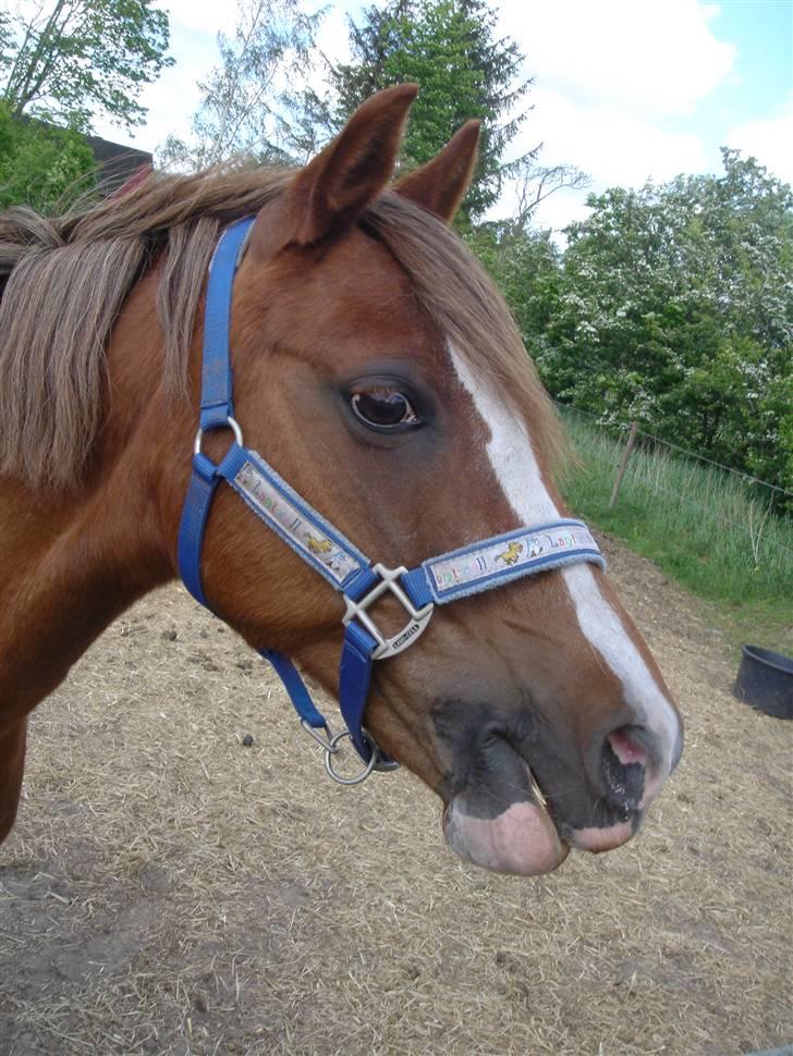 Anden særlig race Tøsen - R.I.P. billede 14