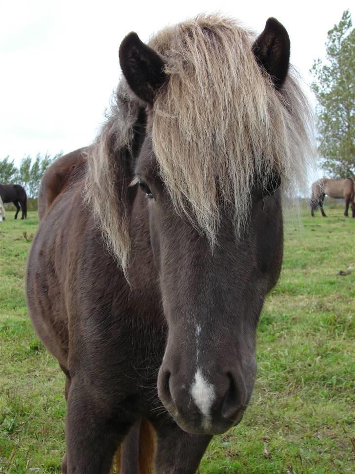 Islænder Örk fra Grund 2 - Being close to you means so much to me <3 billede 10