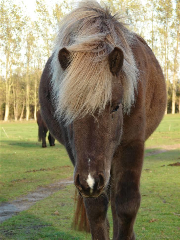 Islænder Örk fra Grund 2 - Smukke lille hest (; billede 11