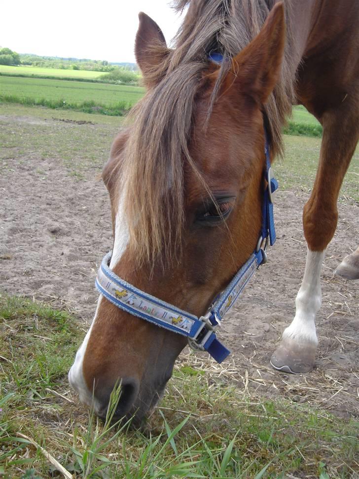 Anden særlig race Tøsen - R.I.P. billede 15