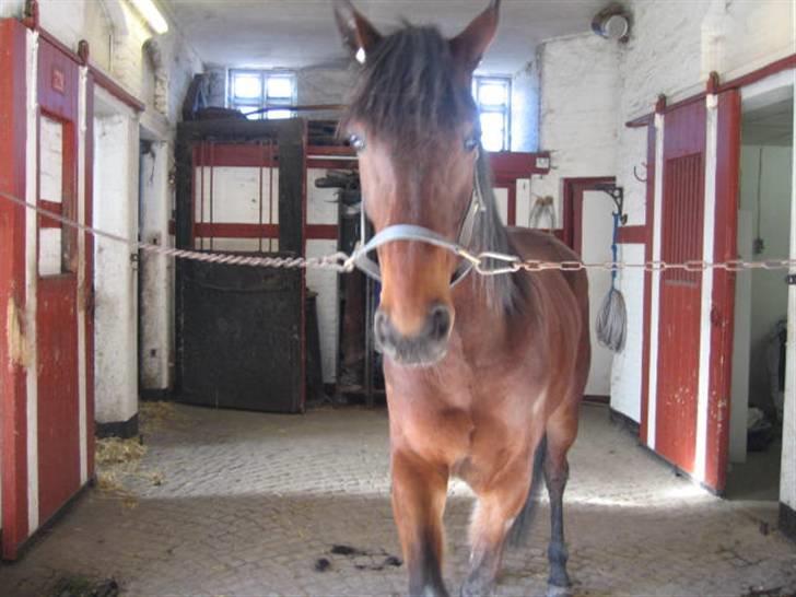 Traver Nimbus ( pas hest) Solgt  - har lige været ude og træne billede 2
