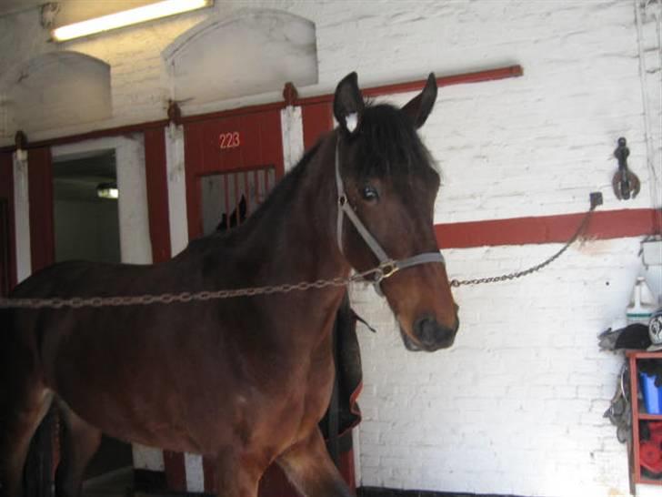 Traver Nimbus ( pas hest) Solgt  - har lige været ud og træne hygger med min passer billede 3
