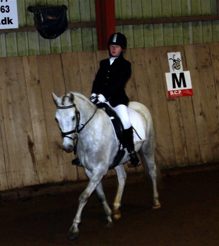 DSP Holmgaards Galant Solgt - Stævne så går vi igang : D elsker dig kalle :) Første støvne : D vi fik en 2 plads <3 billede 10