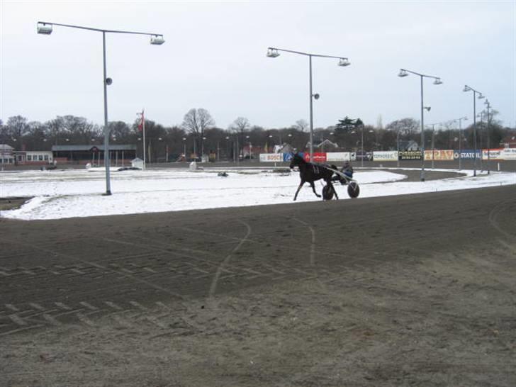 Traver Nimbus ( pas hest) Solgt  - ude og træne med john billede 4
