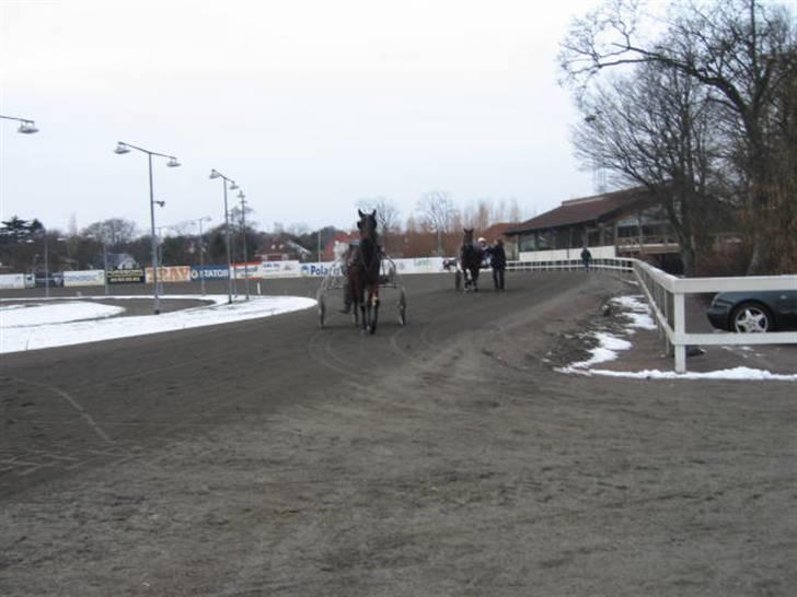 Traver Nimbus ( pas hest) Solgt  - på vej ind fra træning med john billede 5