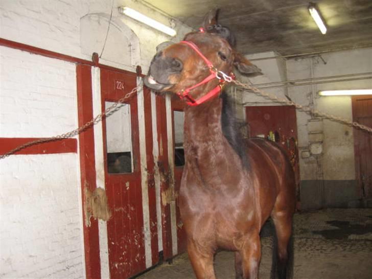 Traver Nimbus ( pas hest) Solgt  - leger med kæden billede 6