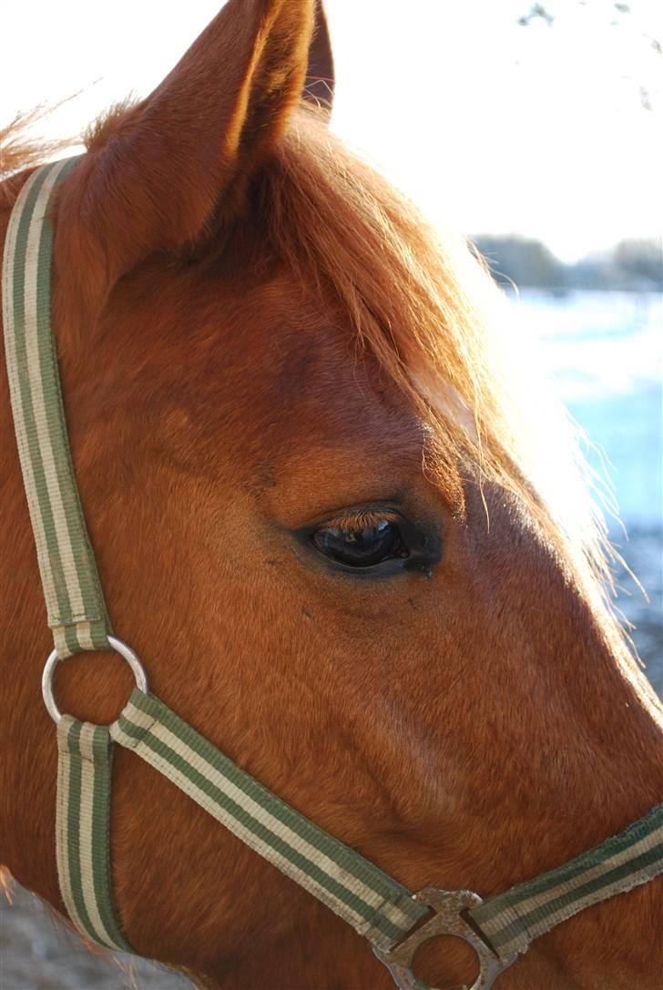 Anden særlig race Oliver - Den skønne tæt på <3 billede 17