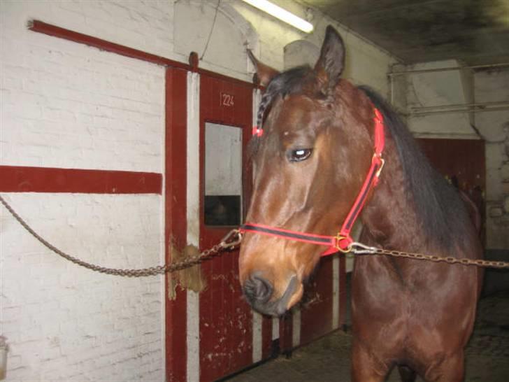 Traver Nimbus ( pas hest) Solgt  - hygger med min passer og ejer billede 7