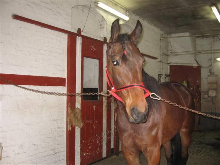 Traver Nimbus ( pas hest) Solgt  - kigger væk fra kameret billede 8