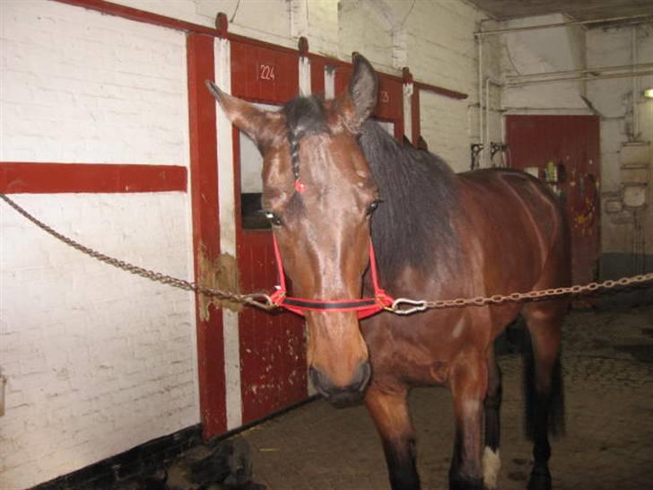 Traver Nimbus ( pas hest) Solgt  - slapper af  billede 9