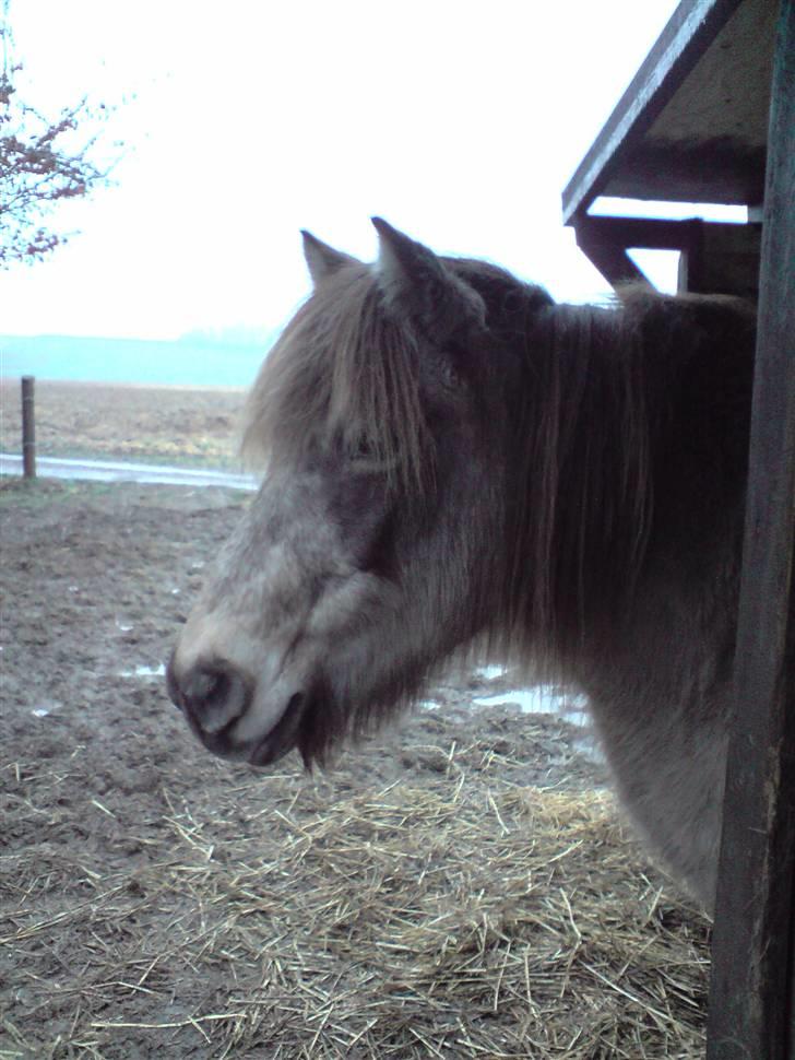 Anden særlig race Hekla  billede 19
