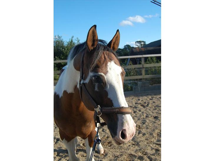 {{currentPhoto.altText}} billede {{currentPhoto.number}}