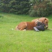 Shetlænder Perle<33