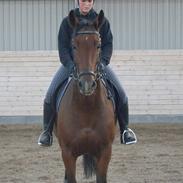 Anden særlig race Lykkehus Samson (SOLGT!)