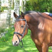 Anden særlig race Lykkehus Samson (SOLGT!)