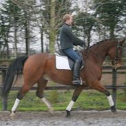 Anden særlig race Lykkehus Samson (SOLGT!)