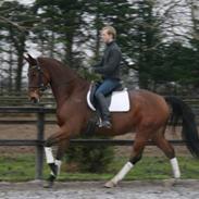 Anden særlig race Lykkehus Samson (SOLGT!)