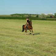 Anden særlig race Lykkehus Samson (SOLGT!)