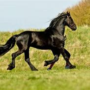 Frieser Rinus Fan De Adelvej