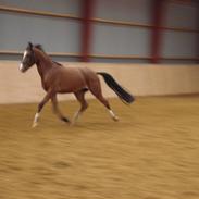 DSP Emilias grevenrit