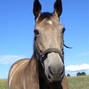 Anden særlig race Zarbo