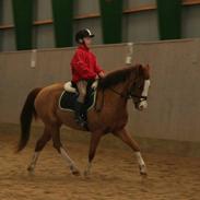 Anden særlig race Simba