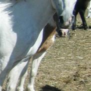 Anden særlig race Snea 